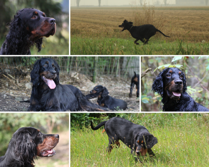  - Setter Gordon delle Cinque Anatre